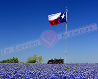 Texas Bluebonnet Harvest